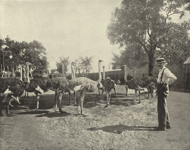 The Ostriches by American Photographer
