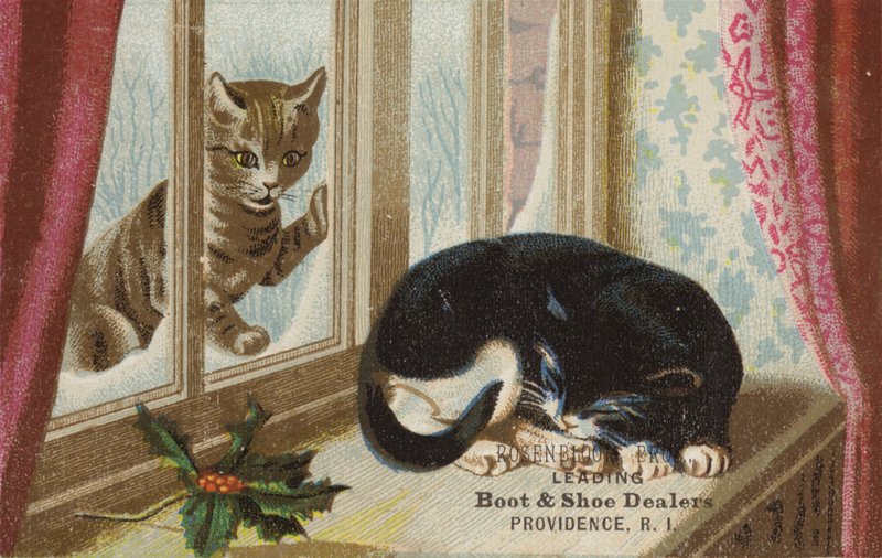 Cat Outside Looking In by American School