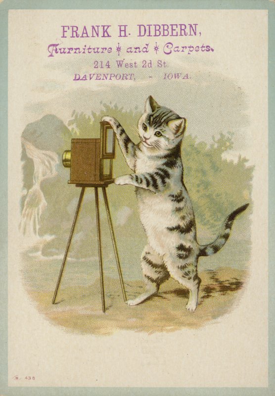 Cat Taking a Photograph by American School