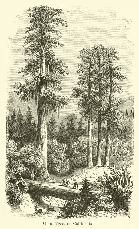Giant Trees of California by American School