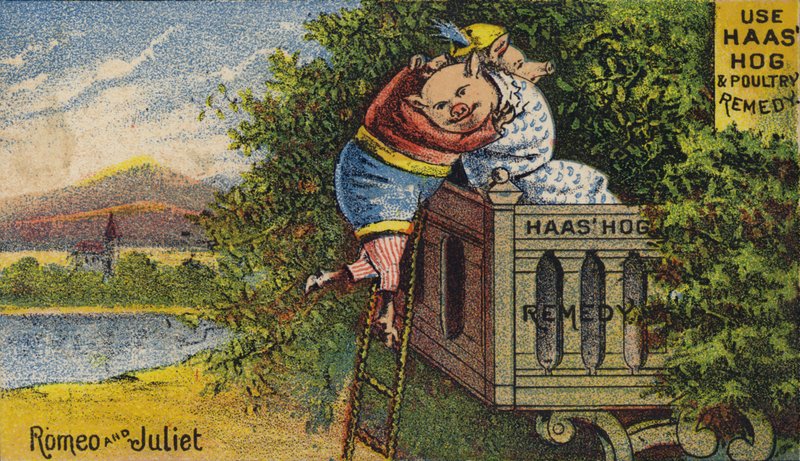 Hog Feeling Unwell by American School