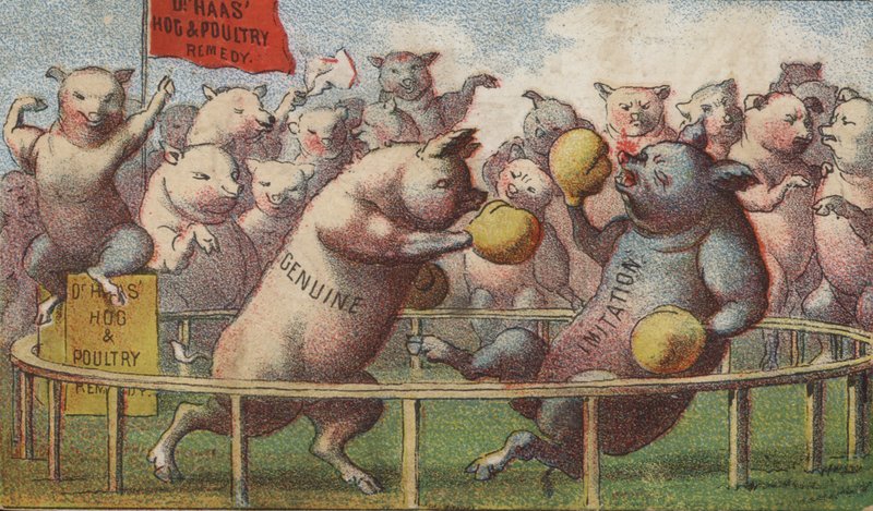 Hogs in the Boxing Ring by American School