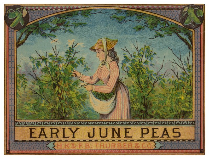 Lady Picking Early June Peas by American School