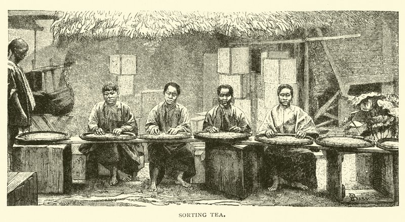 Sorting Tea by American School