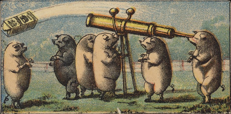 Stargazing Hogs by American School