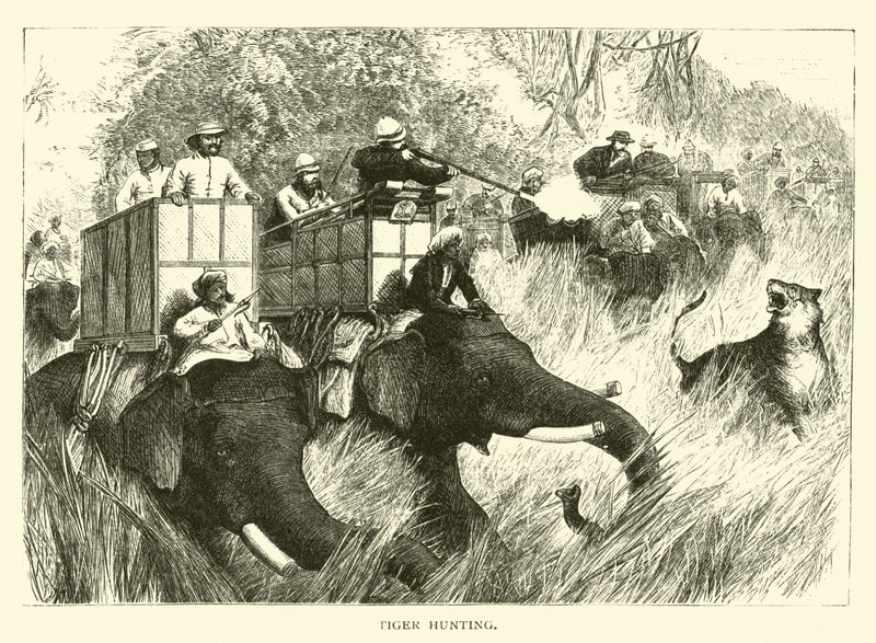 Tiger Hunting by American School