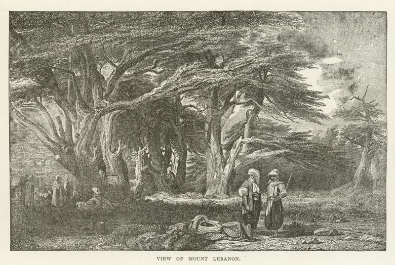 View of Mount Lebanon by American School