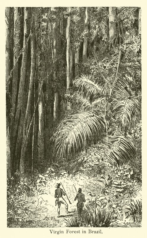 Virgin Forest in Brazil by American School