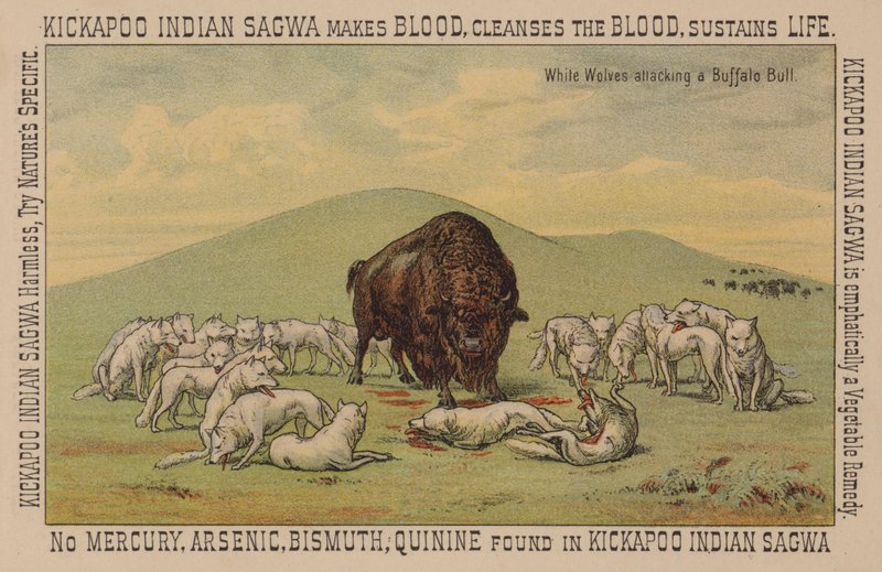 White Wolves Attacking a Buffalo Bull by American School