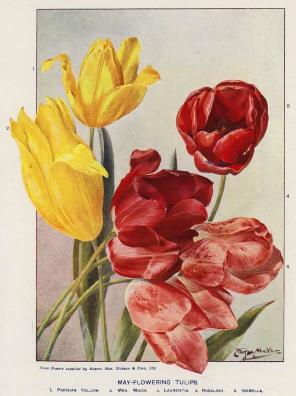 May-Flowering Tulips by Angelo Fairfax Muckley