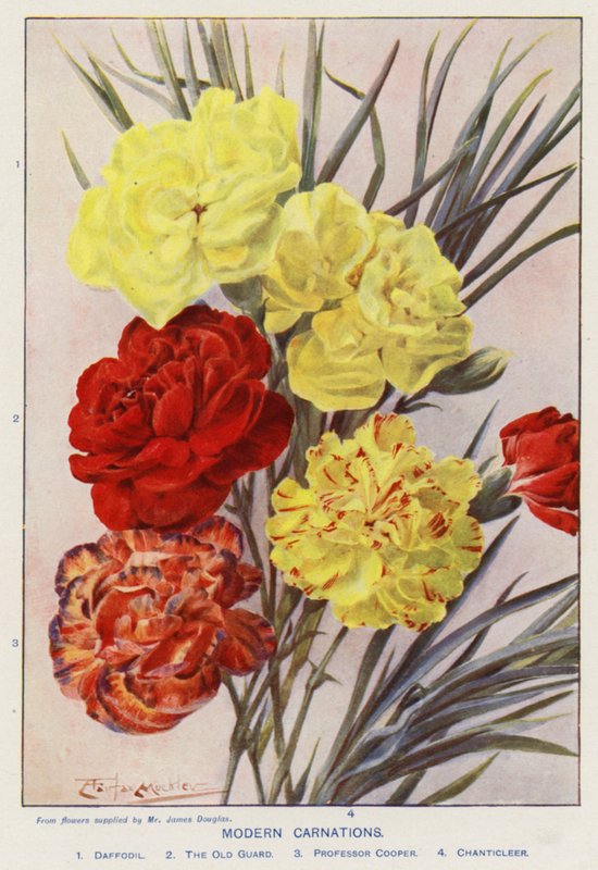 Modern Carnations by Angelo Fairfax Muckley
