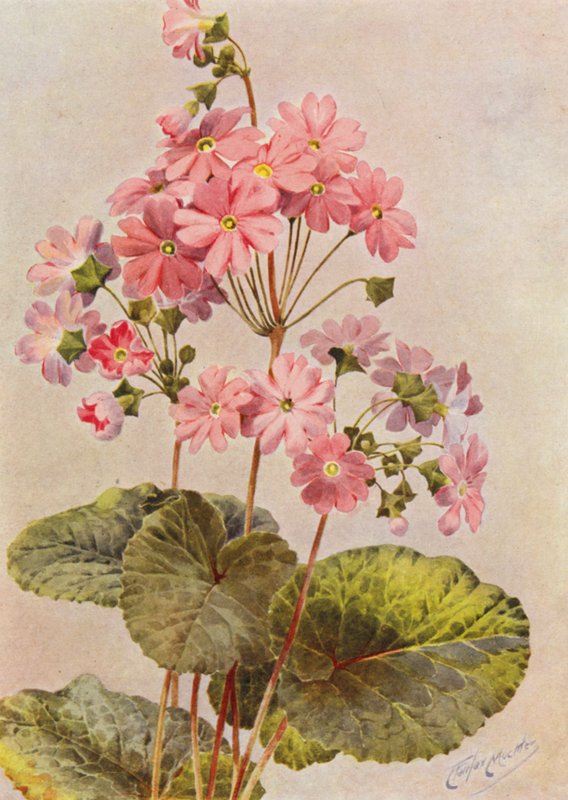 Primula Obconica by Angelo Fairfax Muckley