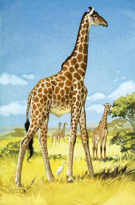Giraffes by Angus McBride