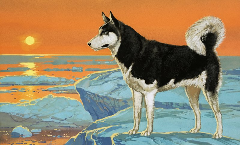 Husky dog by Angus McBride