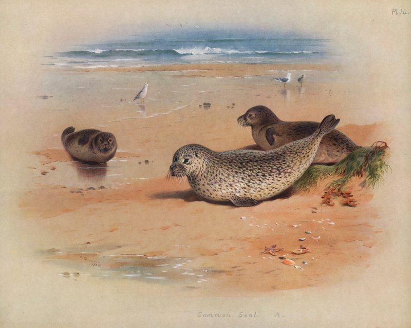 Common Seal by Archibald Thorburn