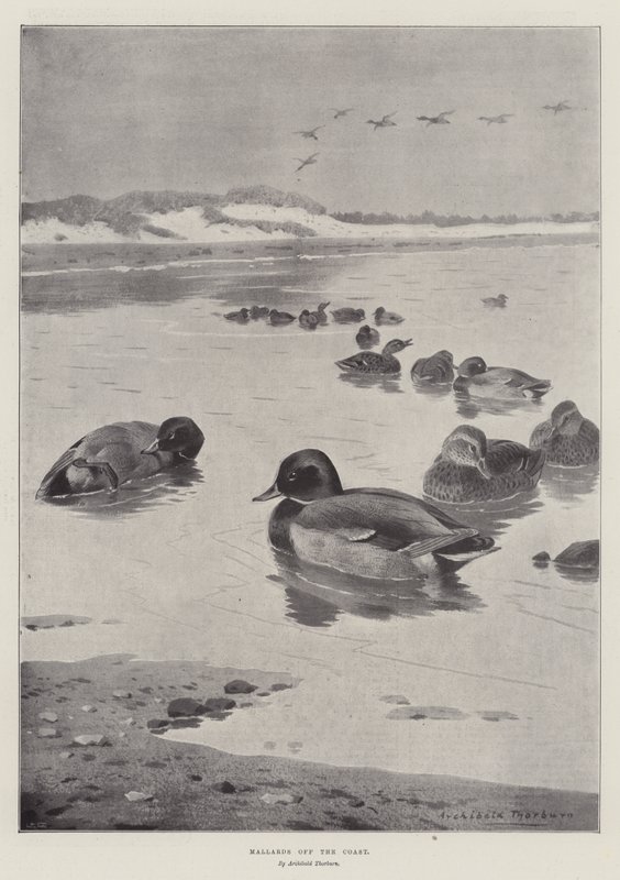 Mallards off the Coast by Archibald Thorburn