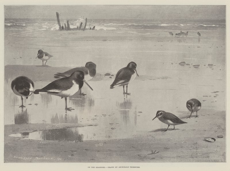 On the Seashore by Archibald Thorburn