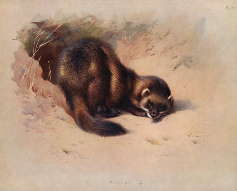 Polecat by Archibald Thorburn