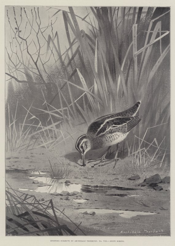 Sporting Subjects, Snipe boring by Archibald Thorburn