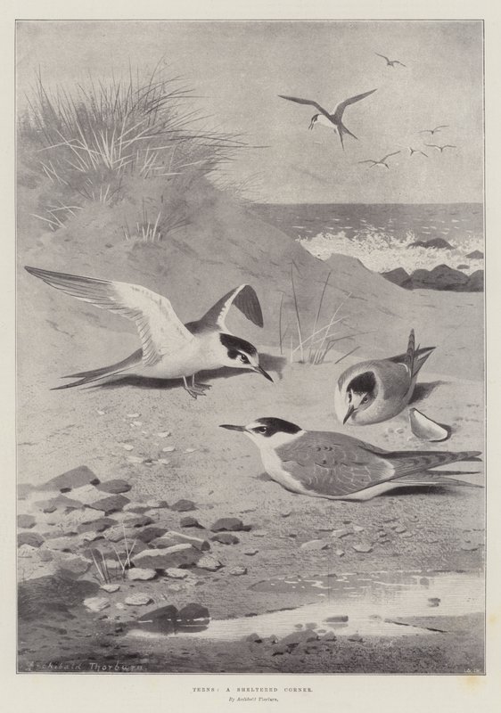Terns, a Sheltered Corner by Archibald Thorburn