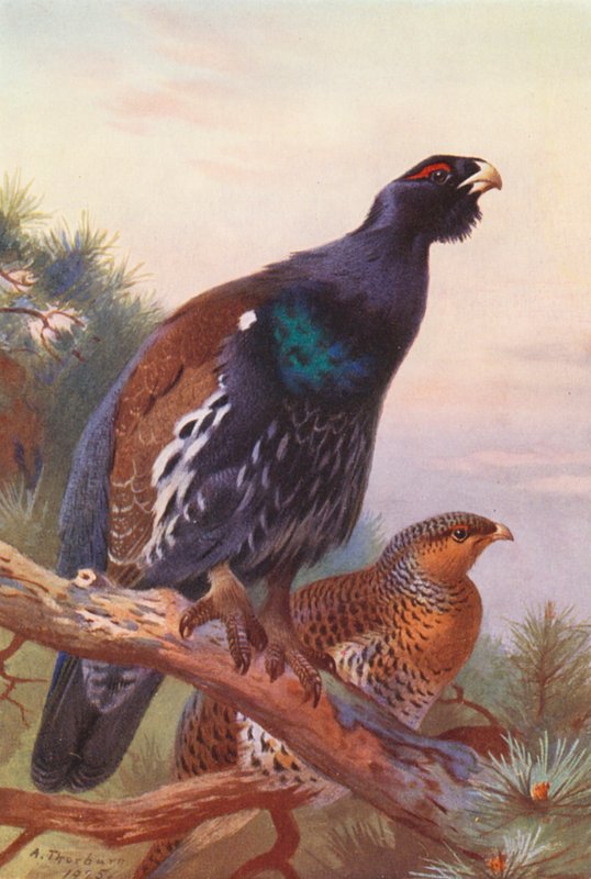 Capercaillie (male and female) by Archibald Thorburn