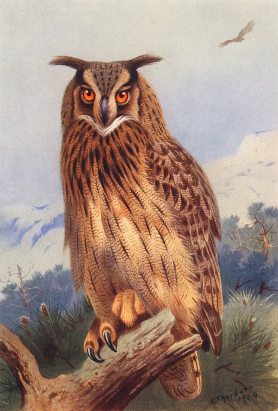 Eagle-Owl by Archibald Thorburn