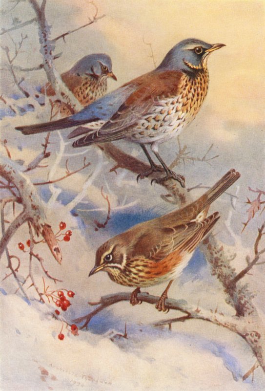 Fieldfare, Redwing by Archibald Thorburn