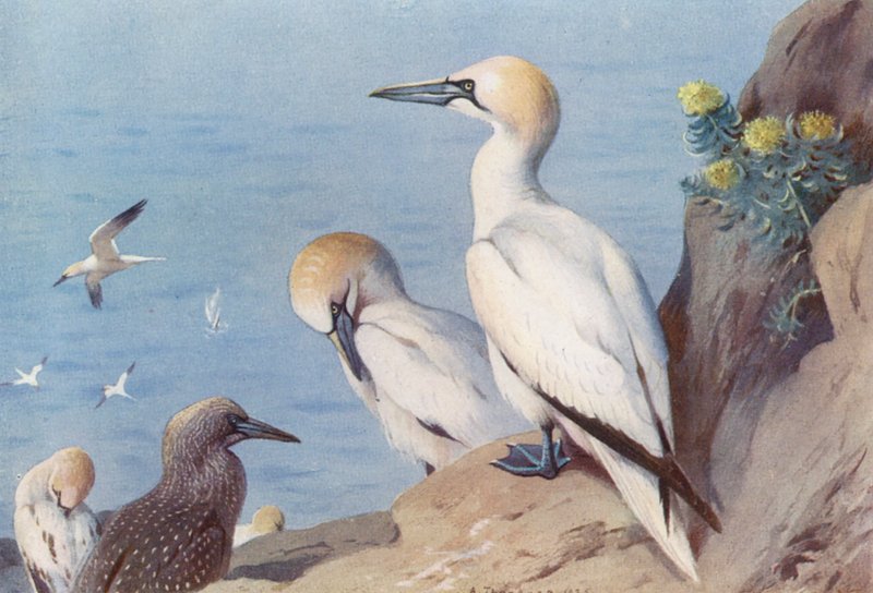 Gannet (adult and immature) by Archibald Thorburn