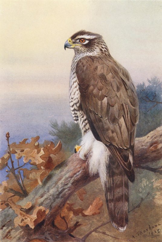 Goshawk by Archibald Thorburn