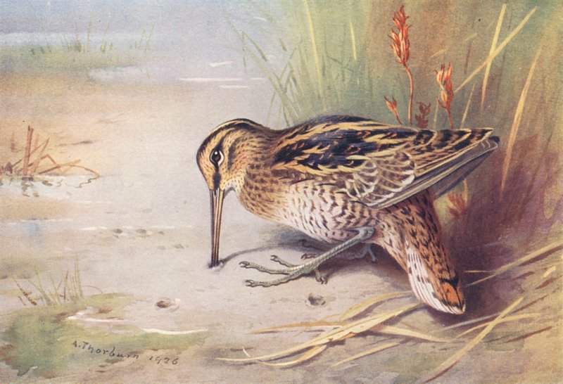 Great Snipe by Archibald Thorburn
