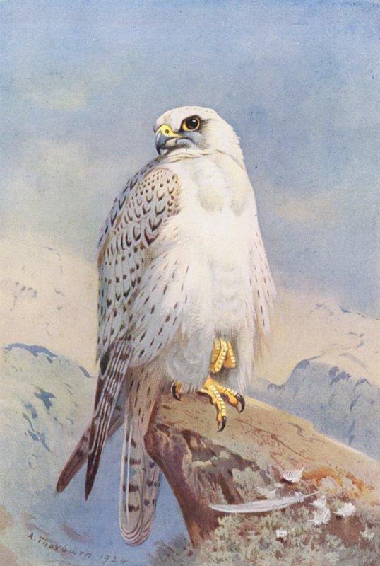 Greenland Falcon by Archibald Thorburn
