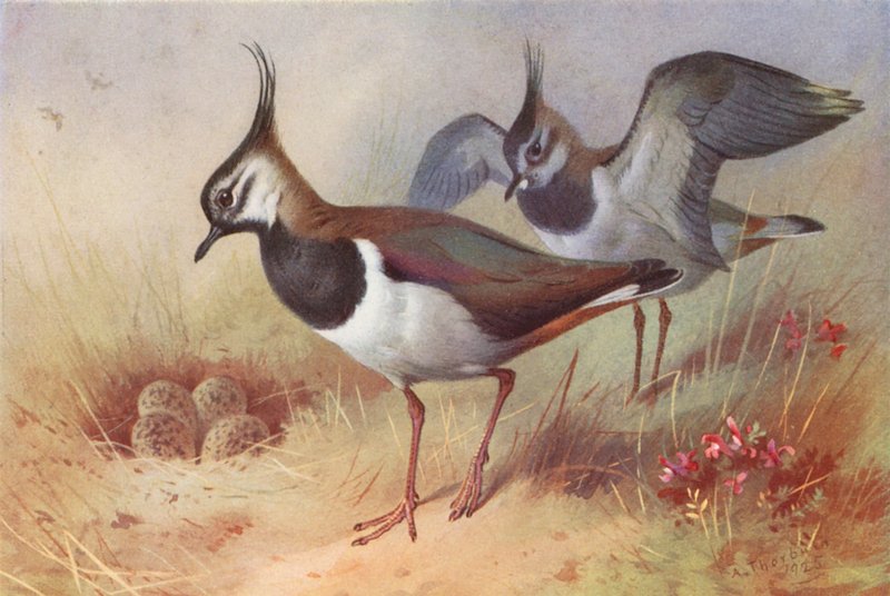 Lapwing (male and female) by Archibald Thorburn