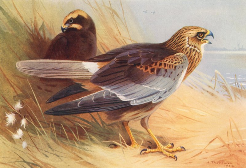Marsh-Harrier by Archibald Thorburn