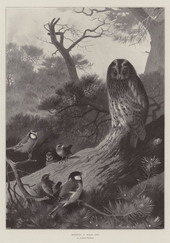 Mobbing a Wood-Owl by Archibald Thorburn