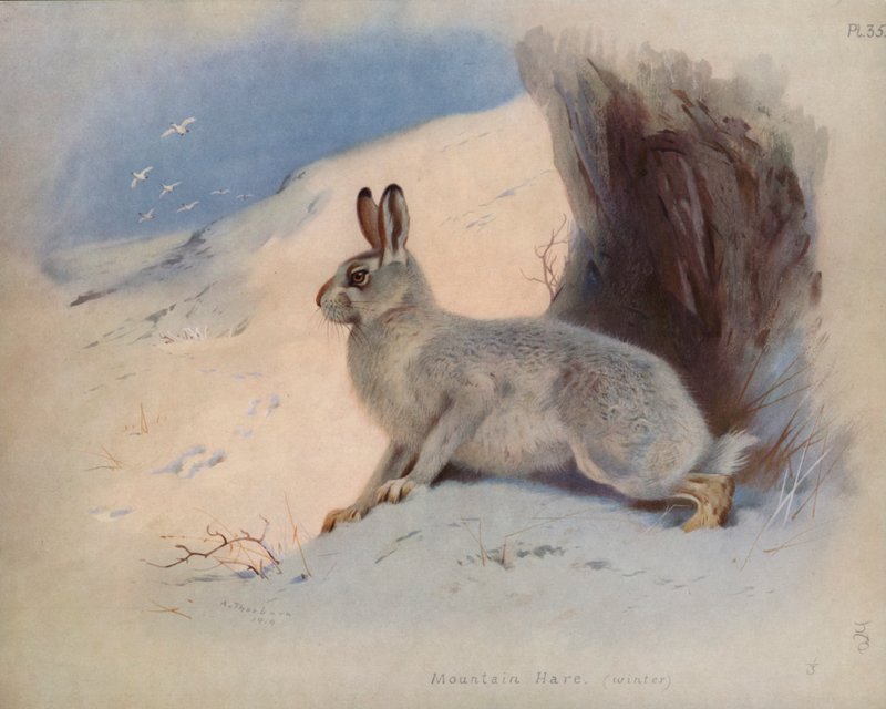 Mountain Hare (winter) by Archibald Thorburn