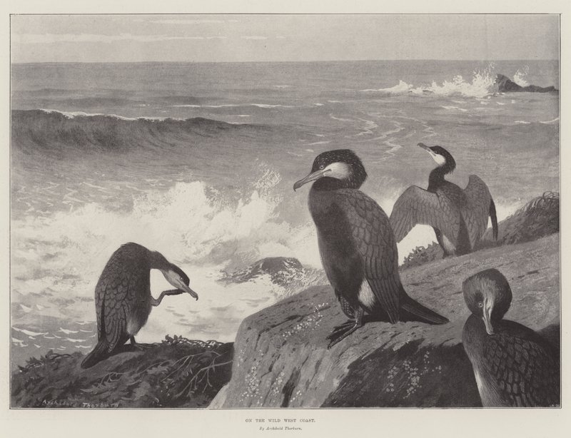 On the Wild West Coast by Archibald Thorburn
