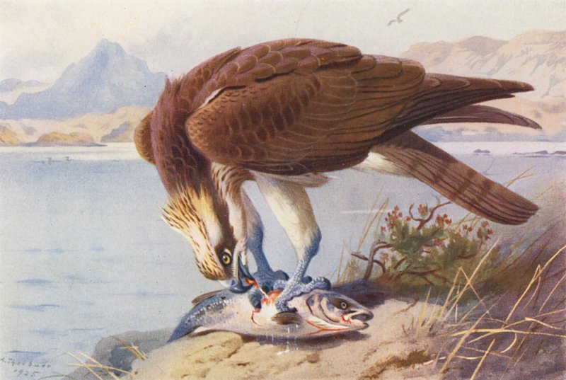 Osprey by Archibald Thorburn