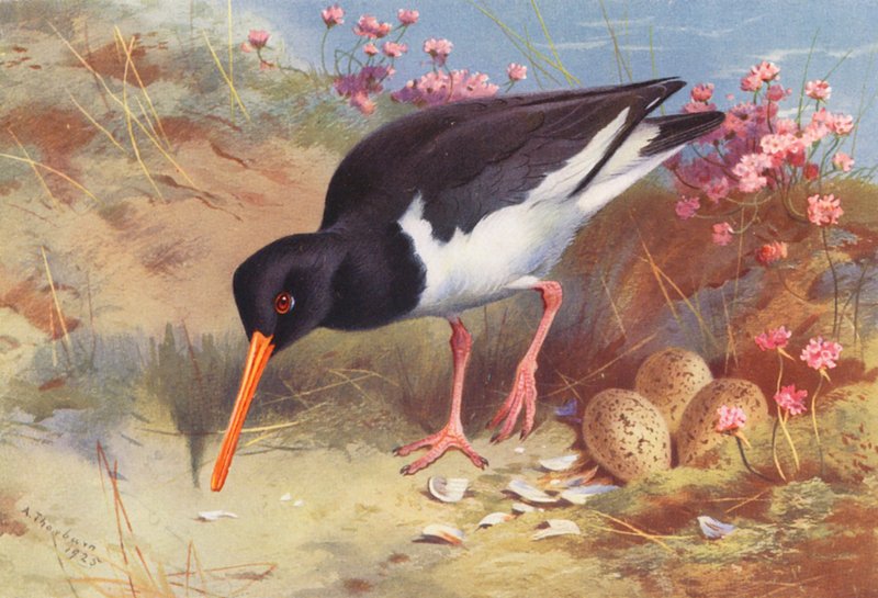 Oyster-Catcher by Archibald Thorburn