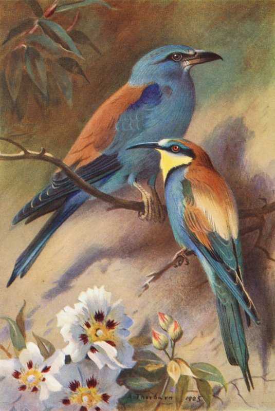 Roller, Bee-Eater by Archibald Thorburn