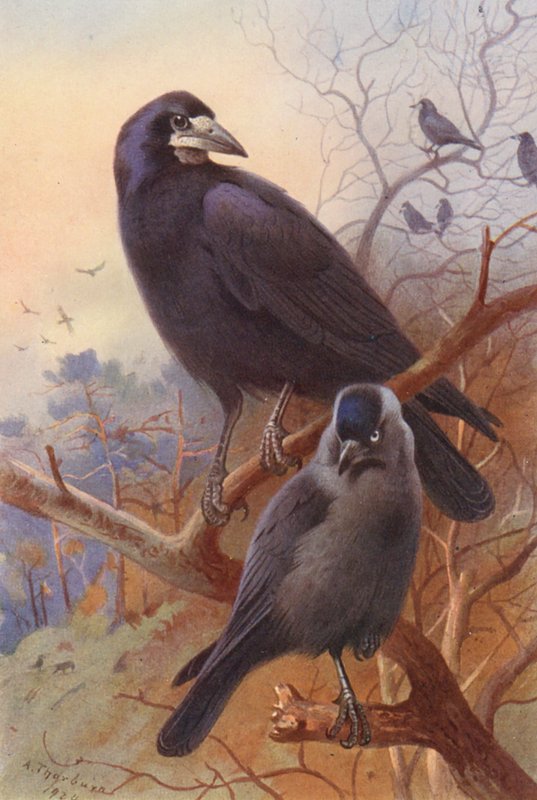 Rook, Jackdaw by Archibald Thorburn