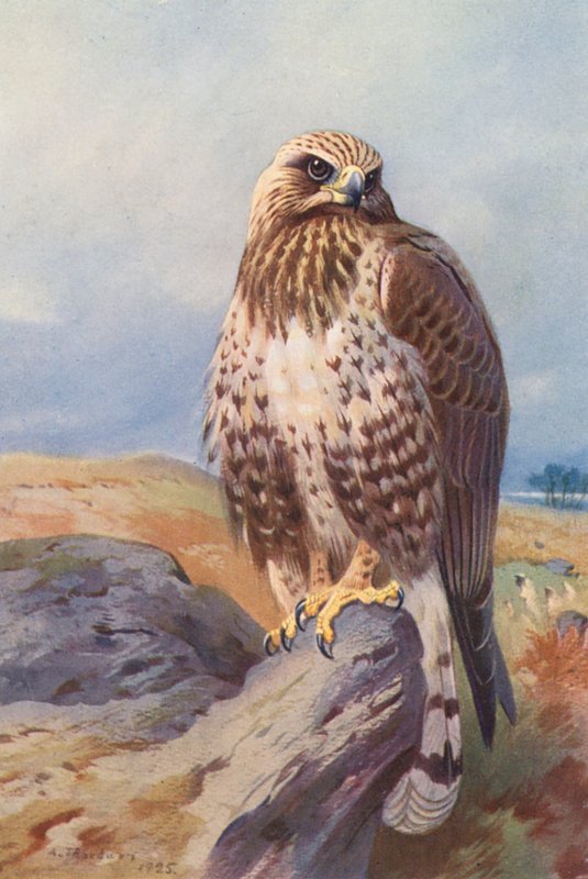 Rough-Legged Buzzard by Archibald Thorburn
