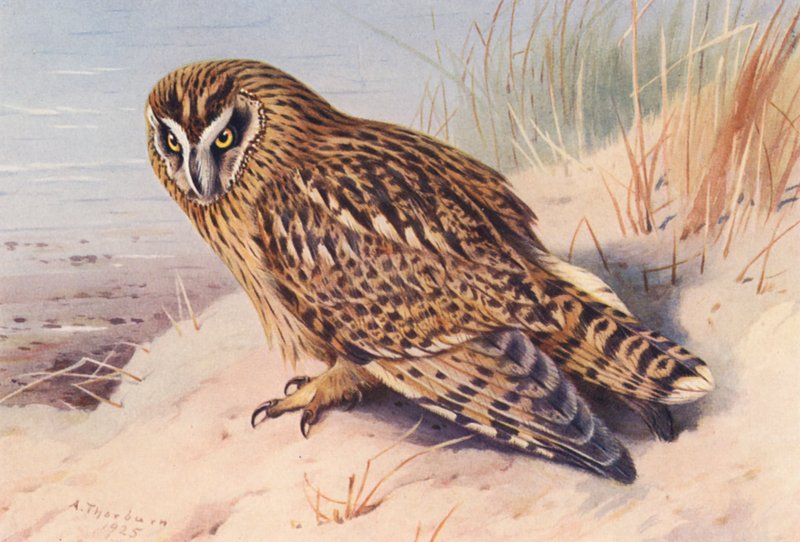 Short-Eared Owl by Archibald Thorburn