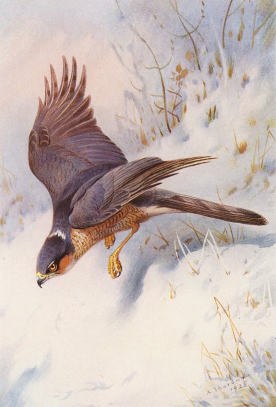 Sparrow-Hawk (adult male) by Archibald Thorburn