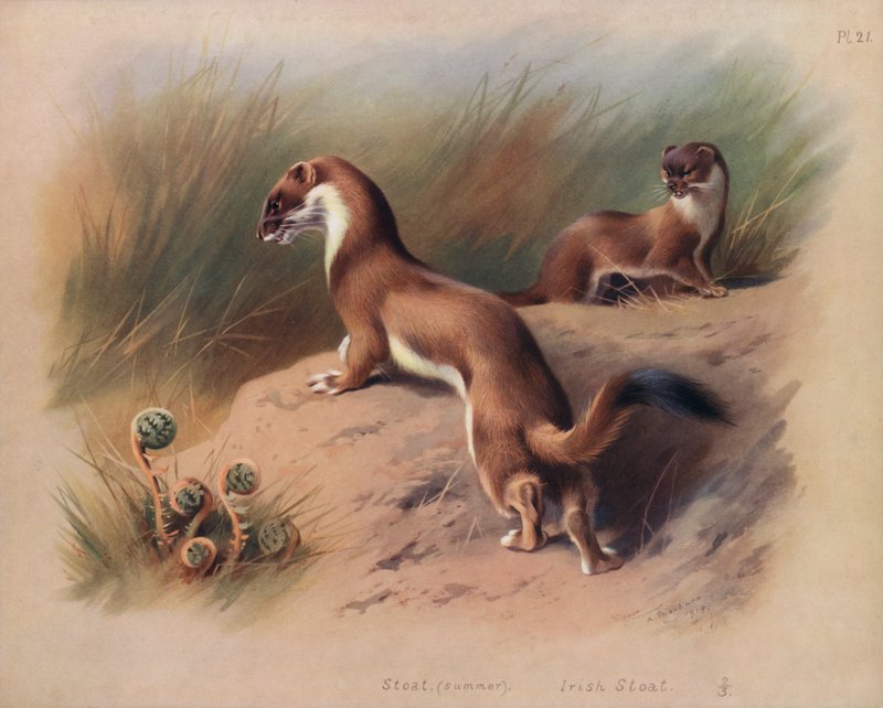 Stoat (summer), Irish Stoat by Archibald Thorburn