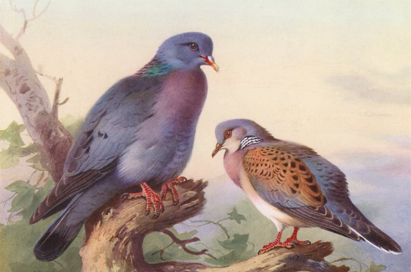 Stock-Dove, Turtle-Dove by Archibald Thorburn