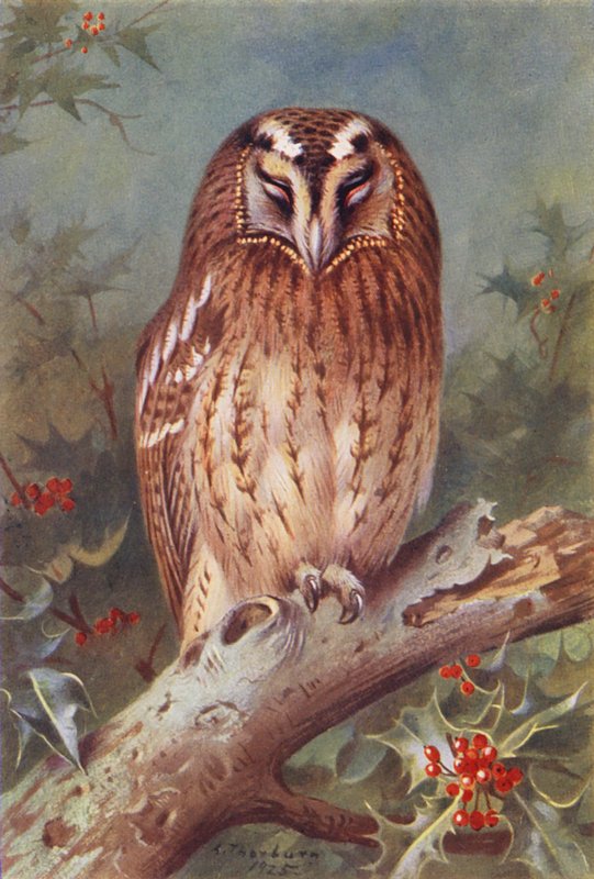Tawny Owl by Archibald Thorburn