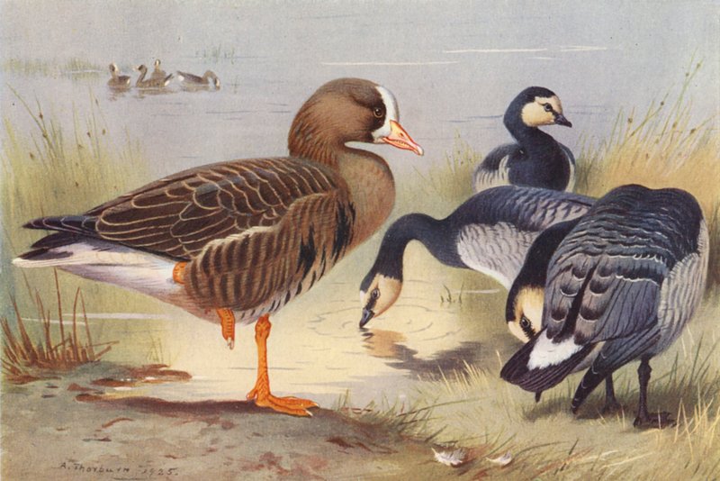 White-Fronted Goose, Bernacle Goose by Archibald Thorburn