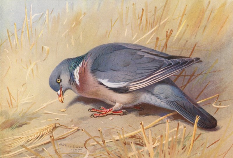 Wood-Pigeon by Archibald Thorburn