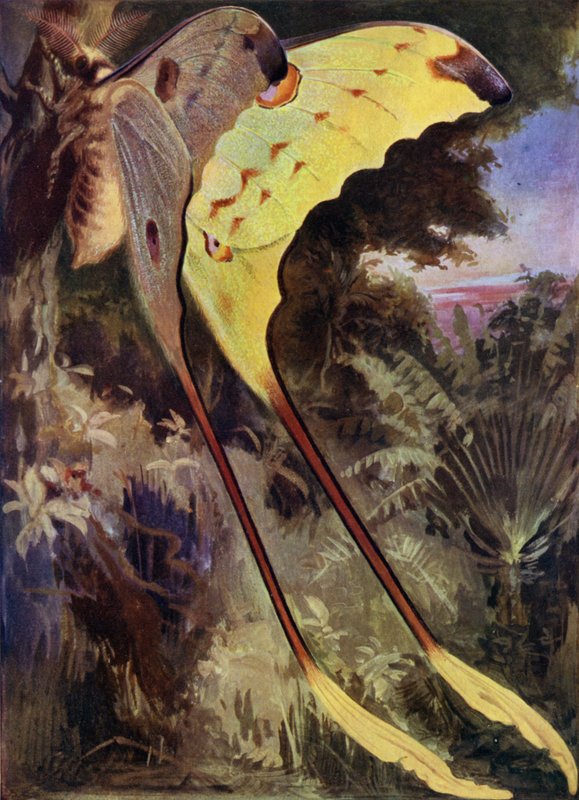 A Giant Moth of Madagascar by Arthur Twidle