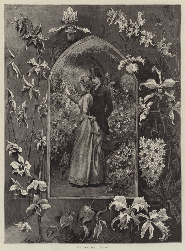 An Orchid Show by Arthur Hopkins